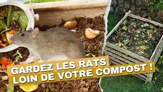 Miniature : Protégez votre compost des rats sans cruauté !