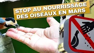 Miniature : Pourquoi il faut arrêter de nourrir les oiseaux en mars ?