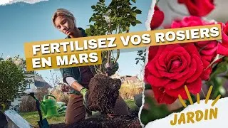 Miniature : Fertiliser les rosiers en mars ? ( Les meilleures pratiques )