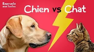 Miniature : CHIEN VS CHAT 2021 a mourir de rire