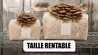 Miniature : 🍄 GROS ou PETITS SUBSTRATS : Le COMPARATIF COMPLET pour votre FERME À CHAMPIGNONS