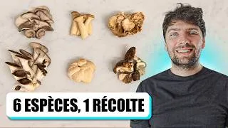 Miniature : 🍄 RÉCOLTE de 6 CHAMPIGNONS cultivés en ferme : pleurotes, shiitakés, crinière de lion…