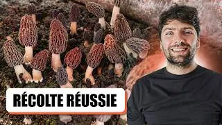 Miniature : 🍄 RÉCOLTE des MORILLES : mes PREMIÈRES réussites en CULTURE