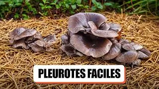 Miniature : 🍄 FAIRE POUSSER DES CHAMPIGNONS CHEZ SOI (PLEUROTES SUR PAILLE EXPLIQUÉ)