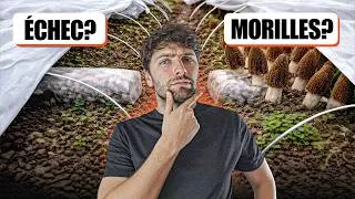 Miniature : 🍄 COMMENT RÉUSSIR la CULTURE DE MORILLES ? PODS, MYCÉLIUM et TEMPÉRATURE