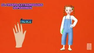 Miniature : Les membres  supérieurs- le corps humain -