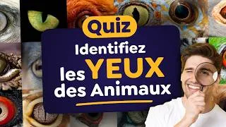 Miniature : QUIZ : Identifiez les YEUX de 40 Animaux