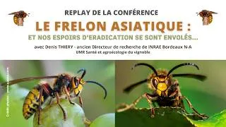 Miniature : Le frelon asiatique : ... et nos espoirs d'éradication se sont envolés ! avec Denis THIERY - INRAE