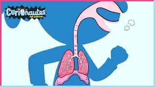 Miniature : Comment fonctionne la respiration ? | Curionautes des sciences | 10' Compilation