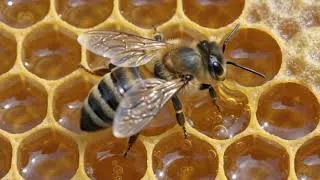 Miniature : Pourquoi les abeilles construisent-elles des hexagones ?
