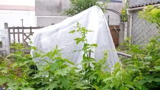 Miniature : petite serre improvisée avec bache 4x5m  arceaux 2m et parpaings