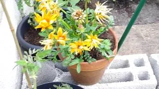 Miniature : petite serre jardin bâchée improvisée