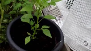 Miniature : improvisation petite serre jardin inf à 3x2m bache armée