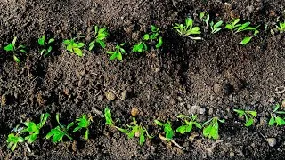 Miniature : La plantation de mini-betteraves @cyclefarmbrussels