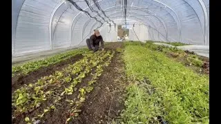 Miniature : Premières plantations de l'année