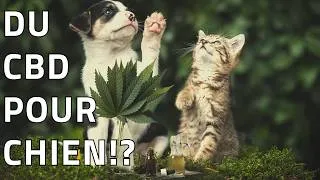 Miniature : DU CBD POUR LES CHIENS ?!