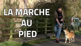 Miniature : MARCHE AU PIED - ÉDUCATION