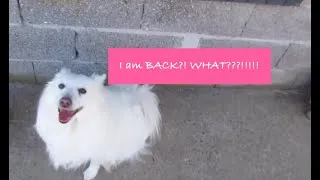 Miniature : I am Back? WHAT?!!!!!!