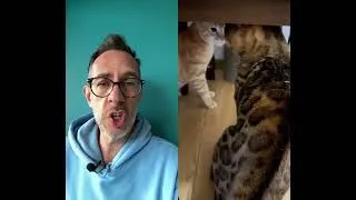 Miniature : Pourquoi il ne faut jamais forcer deux chats à cohabiter ?!