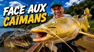 Miniature : UN CAÏMAN SUR LE CAMP AU RÉVEIL ! - Cyril Chauquet