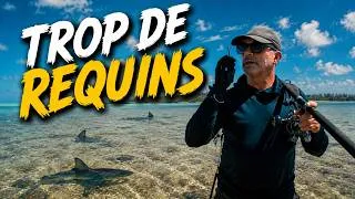 Miniature : FORCÉ DE FUIR LES REQUINS - Cyril Chauquet