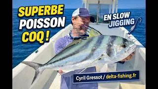 Miniature : Un beau poisson coq du Costa Rica en slow jigging !!