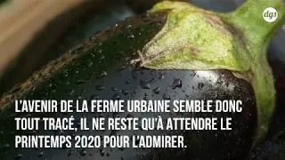 Miniature : LA PLUS GRANDE FERME URBAINE DU MONDE SUR LES TOITS DE PARIS