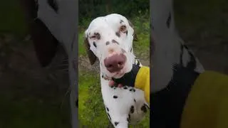 Miniature : 22e jour dalmatien joyeux à la maison après adoption difficile, langage canin&comportement&éthologie