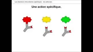 Miniature : P1.C2-B2 LES ANTICORPS