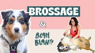 Miniature : Comment brosser son chien ? avec son accord et dans le kiff !