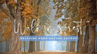 Miniature : 🌳🍁1h relaxing ASMR Nature – Balade en forêt d’automne 🍂🚶‍♂️