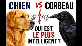 Miniature : Chien vs Corbeau: Ce comportement animal va vous choquer!
