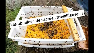 Miniature : Les abeilles : quelles travailleuses !