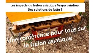 Miniature : conférence frelon asiatique ADA Grand Est