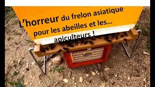 Miniature : La calamité du frelon pour les abeilles
