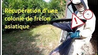 Miniature : La saison du frelon asiatique recommence !