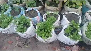 Miniature : Projet Agro-pastorale à Kinshasa : Incubateur mis en place à Bibwa, N'SELE, Kinshasa-RDC.