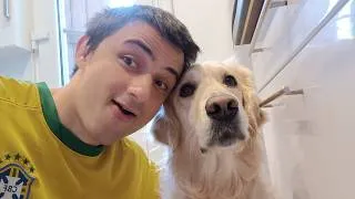 Miniature : Un week end de canicule avec ma golden retriever