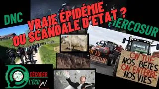 Miniature : Dermatose Nodulaire Contagieuse : Pourquoi l'État abat-il des troupeaux sains ?