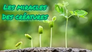 Miniature : LES MİRACLES DES CREATURES - Les Plantes #5