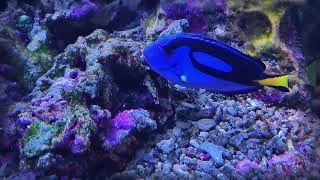 Miniature : Deep Blue 🌊 Whale Songs & Ocean Ambience for Deep