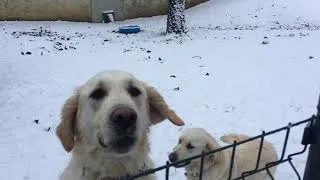 Miniature : chiens dans la neige