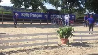 Miniature : Etalon selle français