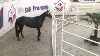 Miniature : Carma de Blancheville au Championnat de France Selle Français