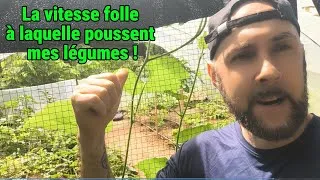 Miniature : Serre tropicale au Costa Rica – Tropical Greenhouse Update (3 Weeks Later)