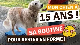 Miniature : CHIEN ÂGÉ : ARTHROSE, LASER, PHYSIOTHÉRAPIE... MON EXPÉRIENCE AVEC UN GOLDEN SENIOR  DE 15 ANS !