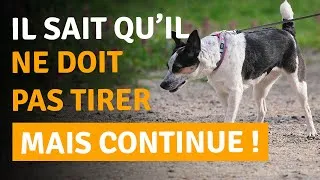 Miniature : COMMENT AMÉLIORER LA MARCHE EN LAISSE : 6 CONSEILS