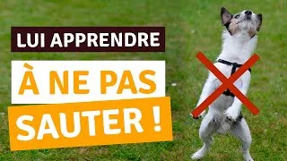 Miniature : MON CHIEN SAUTE SUR LES INVITÉS