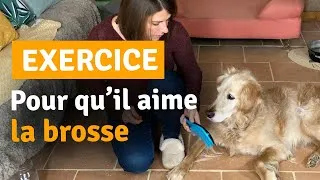 Miniature : COMMENT FAIRE AIMER LA BROSSE À SON CHIEN ?