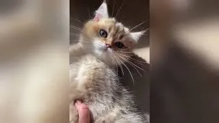 Miniature : Ces animaux vont vous faire craquer 🤣  Mignon, fou et totalement barré !